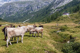 2018-08-13-Rifugio Val di Fumo-0403