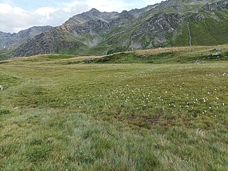 Tourbière du refuge de Terre Rouge 2