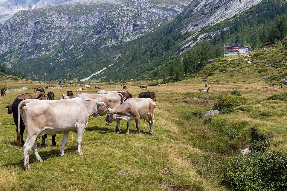 2018-08-13-Rifugio Val di Fumo-0403