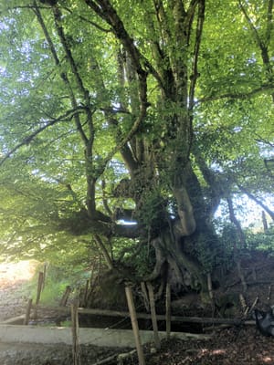 Photo de Source Éléonore