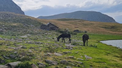 Photo de Cabane pastorale de Lignin